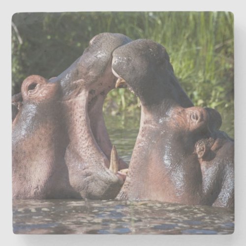 Africa Tanzania Hippopotamus sparring at the Stone Coaster