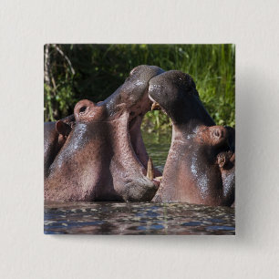 Africa. Tanzania. Hippopotamus sparring Button