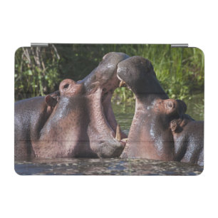 Africa. Tanzania. Hippopotamus sparring iPad Mini Cover