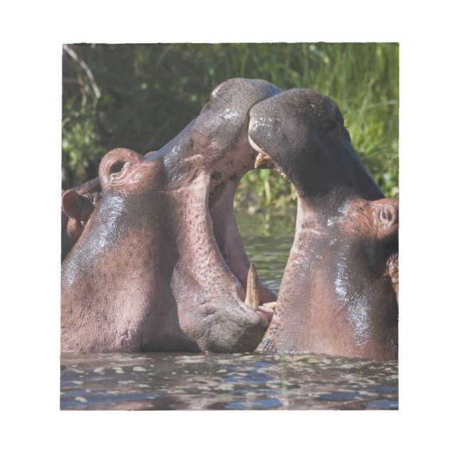 Africa. Tanzania. Hippopotamus sparring Notepad (Front)