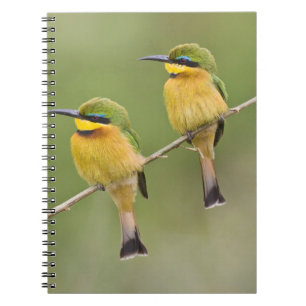 Africa. Tanzania. Little Bee Eaters at Manyara Notebook