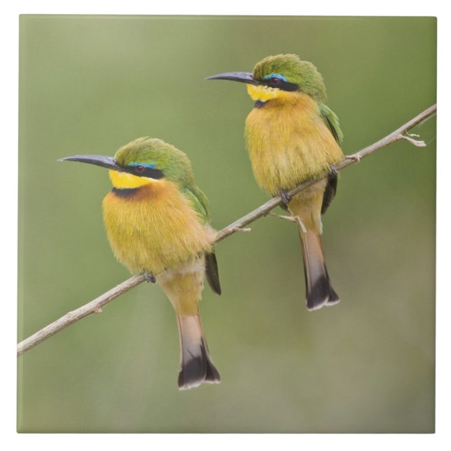 Africa. Tanzania. Little Bee Eaters at Manyara Tile (Front)
