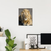 Africa. Tanzania. Male Lion at Ndutu in the Poster (Home Office)
