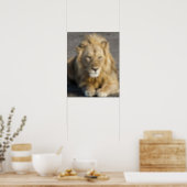 Africa. Tanzania. Male Lion at Ndutu in the Poster (Kitchen)