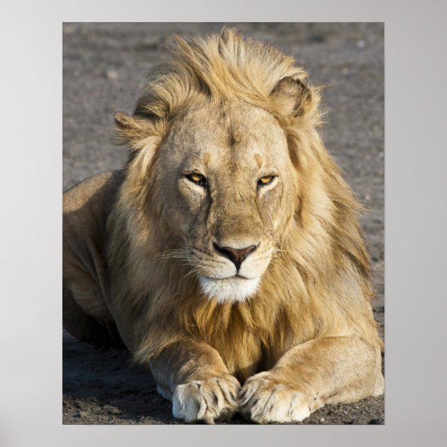 Africa. Tanzania. Male Lion at Ndutu in the Poster (Front)