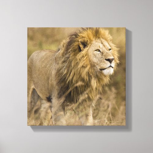 Africa Tanzania Male Lion at Ngorongoro Canvas Print