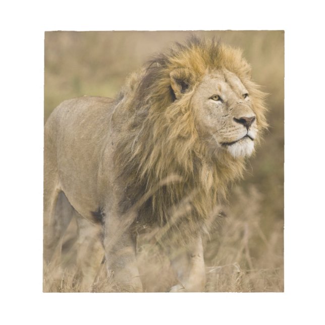 Africa. Tanzania. Male Lion at Ngorongoro Notepad (Front)