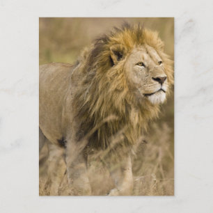 Africa. Tanzania. Male Lion at Ngorongoro Postcard