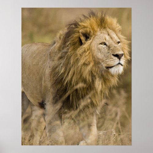 Africa Tanzania Male Lion at Ngorongoro Poster