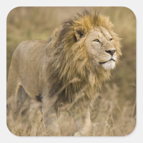 Africa Tanzania Male Lion at Ngorongoro Square Sticker