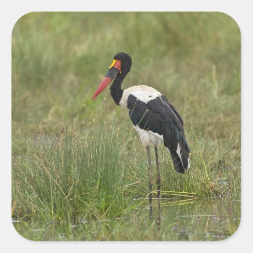 Africa Tanzania Male Saddle_billed Stork at Square Sticker