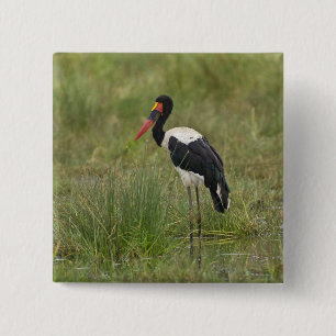 Africa. Tanzania. Male Saddle-billed Stork Button