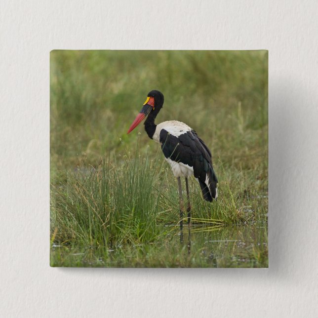 Africa. Tanzania. Male Saddle-billed Stork Button (Front)