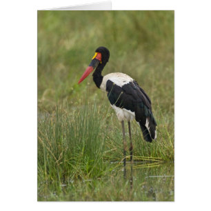 Africa. Tanzania. Male Saddle-billed Stork Cards