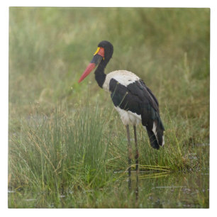 Africa. Tanzania. Male Saddle-billed Stork Ceramic Tile