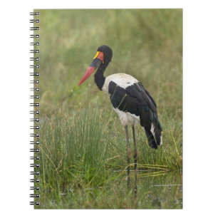 Africa. Tanzania. Male Saddle-billed Stork Notebook