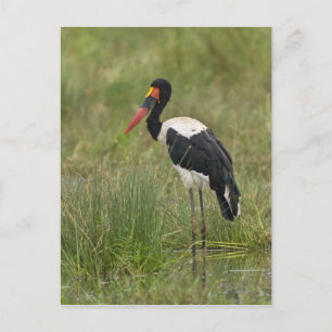 Africa. Tanzania. Male Saddle-billed Stork Postcard