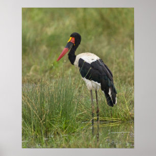 Africa. Tanzania. Male Saddle-billed Stork Poster