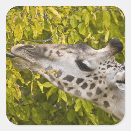 Africa Tanzania Masai Giraffe at Tarangire NP Square Sticker