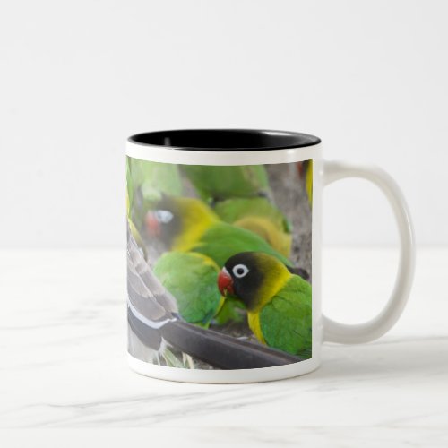 Africa Tanzania Red_billed Hornbill and Two_Tone Coffee Mug