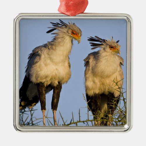 Africa Tanzania Secretary Birds at Ndutu in Metal Ornament