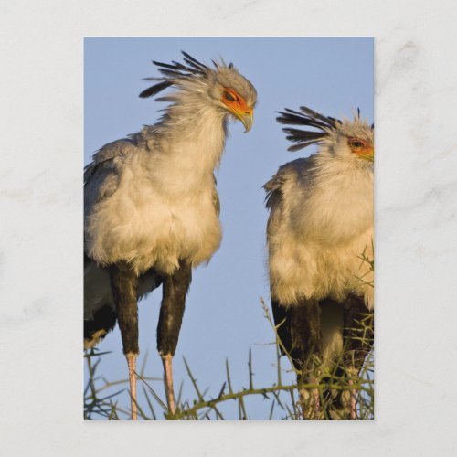Africa Tanzania Secretary Birds at Ndutu in Postcard