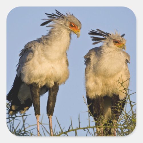 Africa Tanzania Secretary Birds at Ndutu in Square Sticker