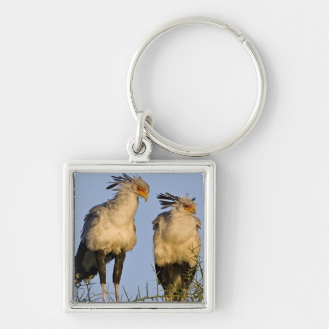 Africa. Tanzania. Secretary Birds at Ndutu Keychain (Front)