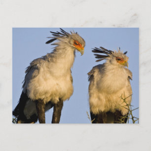 Africa. Tanzania. Secretary Birds at Ndutu Postcard