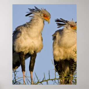 Africa. Tanzania. Secretary Birds at Ndutu Poster