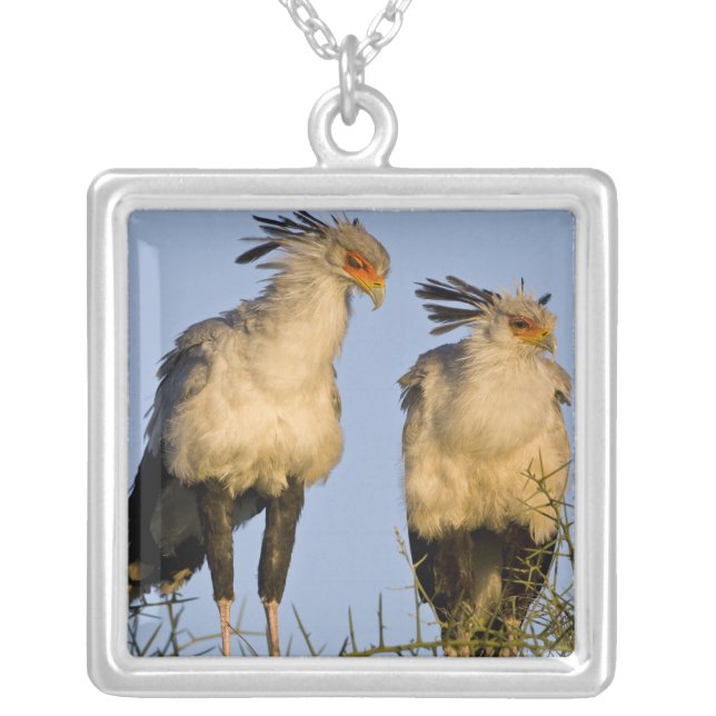 Africa. Tanzania. Secretary Birds at Ndutu Silver Plated Necklace (Front)