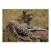 Africa, Tanzania, Serengeti. Leopard (Front Horizontal)