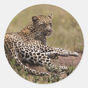 Africa, Tanzania, Serengeti. Leopard Classic Round Sticker