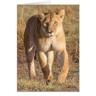 Africa, Tanzania, Serengeti. Lion And Lioness Cards