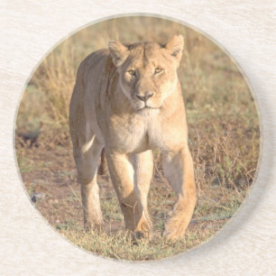 Africa, Tanzania, Serengeti. Lion And Lioness Drink Coaster