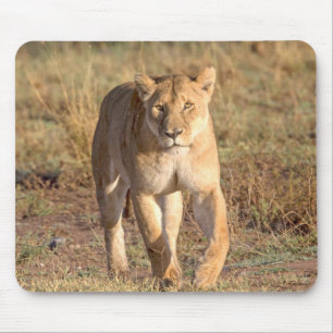 Africa, Tanzania, Serengeti. Lion And Lioness Mouse Pad