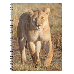 Africa, Tanzania, Serengeti. Lion And Lioness Notebook