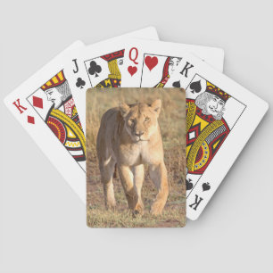 Africa, Tanzania, Serengeti. Lion And Lioness Poker Cards