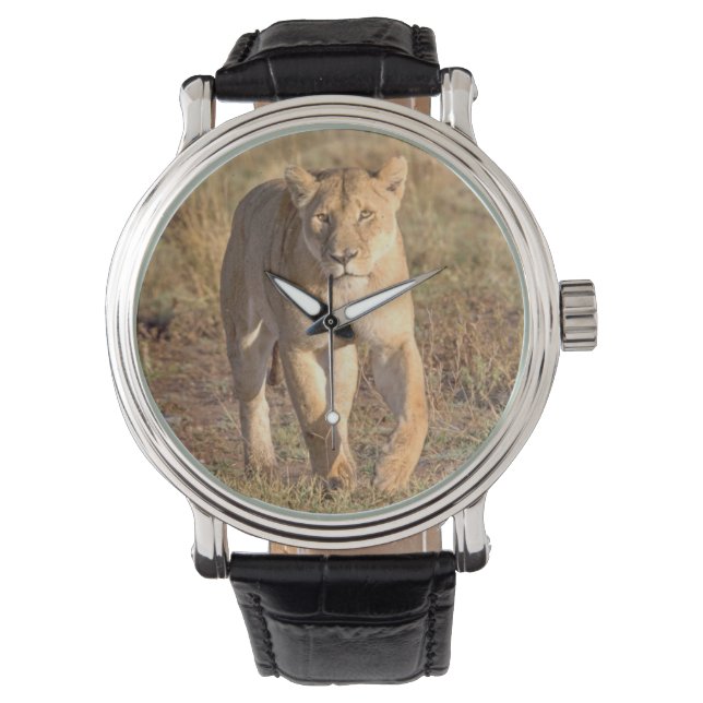 Africa, Tanzania, Serengeti. Lion And Lioness Watch (Front)