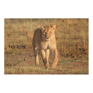 Africa, Tanzania, Serengeti. Lion And Lioness Wood Wall Art