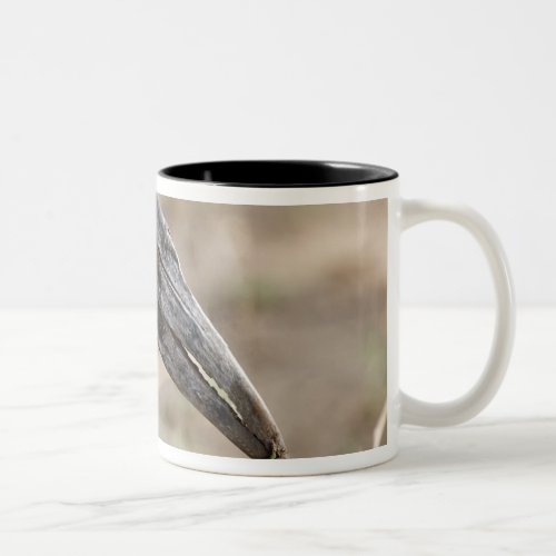 Africa Tanzania Southern Ground Hornbill Two_Tone Coffee Mug