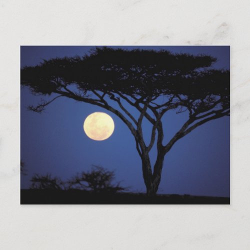 Africa Tanzania Tarangire Acacia tree in Postcard