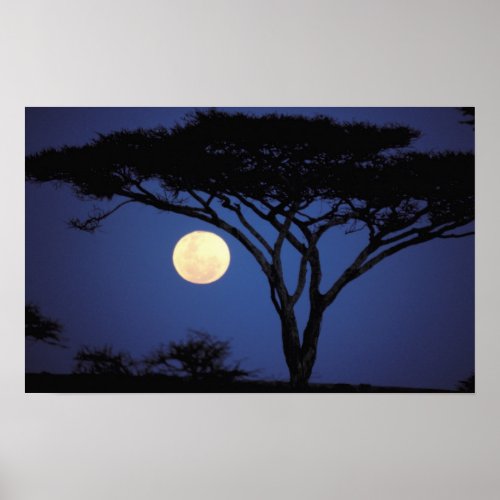 Africa Tanzania Tarangire Acacia tree in Poster