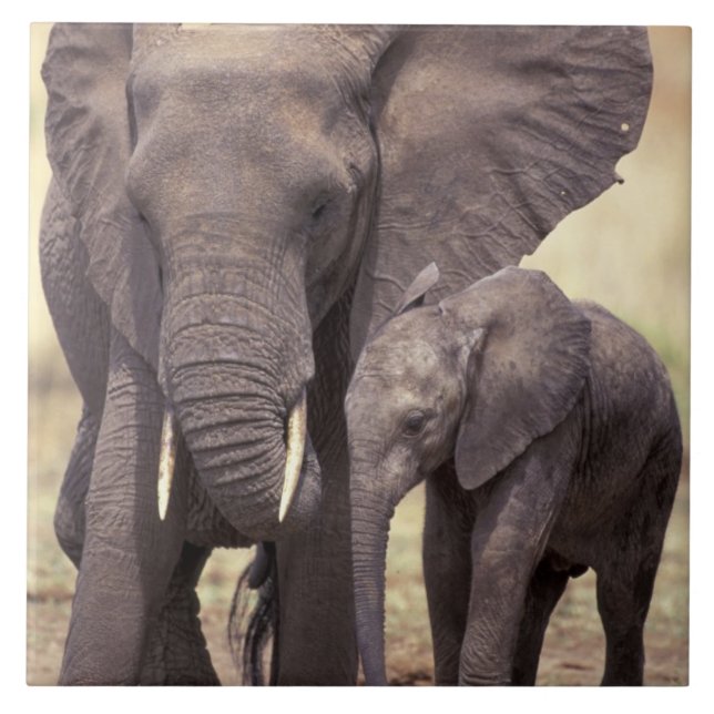 Africa, Tanzania, Tarangire National Park. 2 Ceramic Tile (Front)