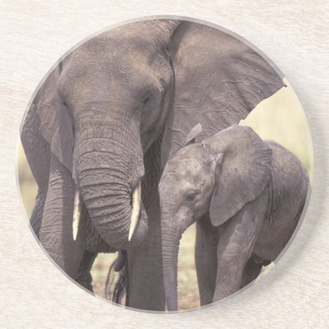 Africa, Tanzania, Tarangire National Park. 2 Drink Coaster (Front)