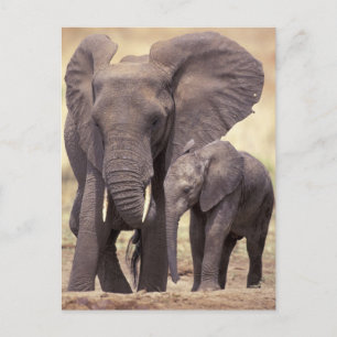 Africa, Tanzania, Tarangire National Park. 2 Postcard