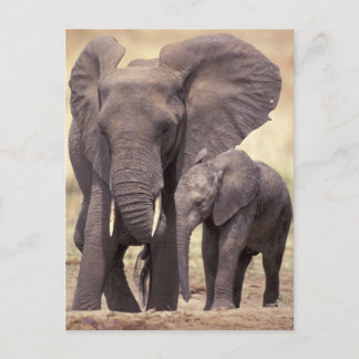Africa, Tanzania, Tarangire National Park. 2 Postcard