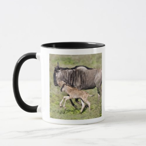 Africa Tanzania Wildebeest mother and baby at Mug