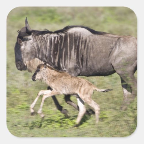 Africa Tanzania Wildebeest mother and baby at Square Sticker