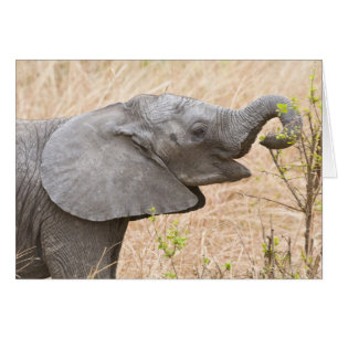 Africa. Tanzania. Young Elephant at Tarangire